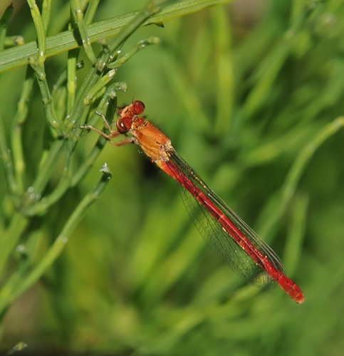 Female
17 July 2016 UT, Wasatch Co.